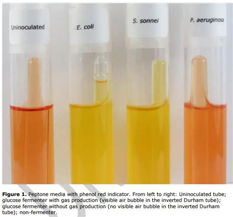 e coli fermentation test|carbohydrate fermentation test e coli.